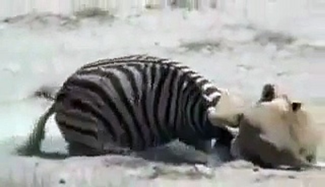 Zèbre Vs Lion Le zèbre gagne ;0)