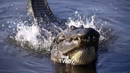 Super Senses- The Secret Power of Animals- Trailer - BBC Two