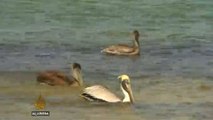 Pelican attacks causing concern in US