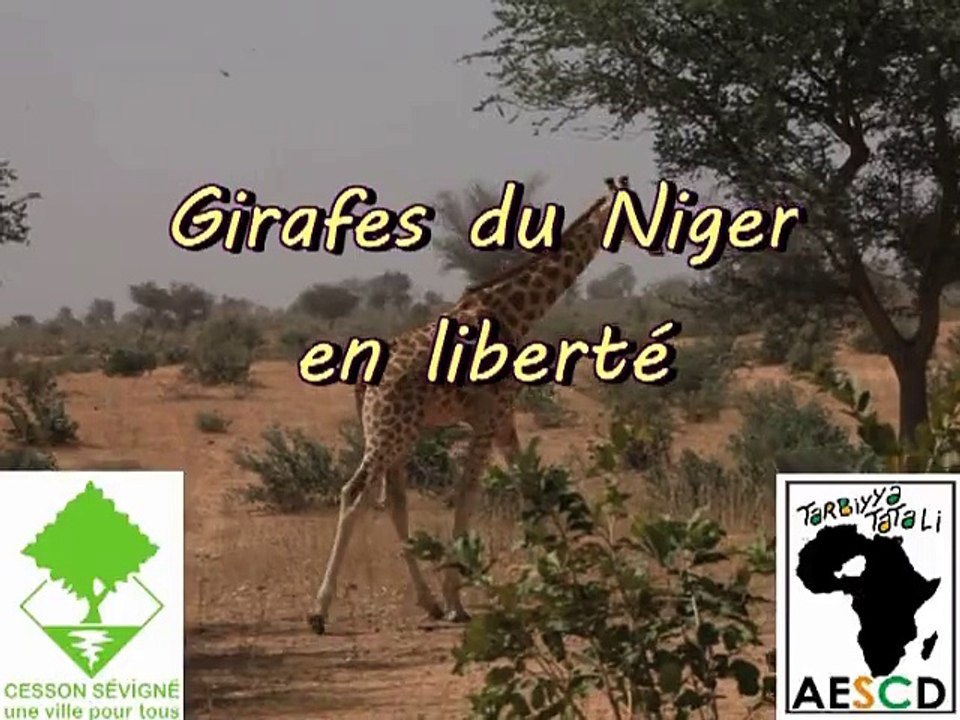 Girafes en liberté et développement local au Niger