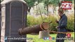 Public Toilet hit with Tree Prank - Just for Laughs GAGS