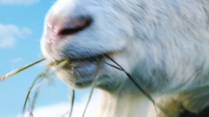 Goat Simulator coming to Xbox (Official Trailer)