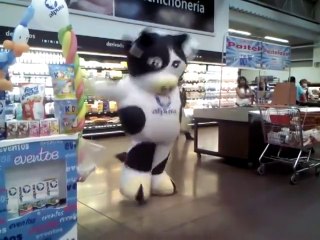 La vaca Manchas y su eléctrico baile de 'El Pollito Pío'