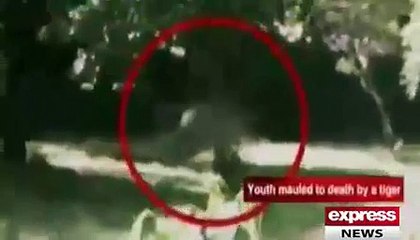 Children playing between wild animals watch video. Must Watch and share this video