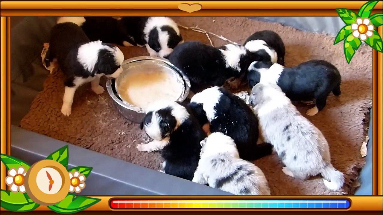 Mafalda's Border Collie-Cachorros Lenka & Indi  20 dias de edad.