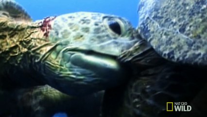 World's Weirdest - Sea Turtle Mating Melee
