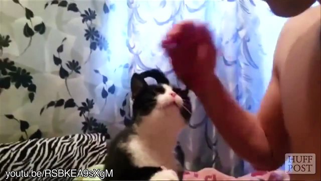 Des chats demandent des caresses