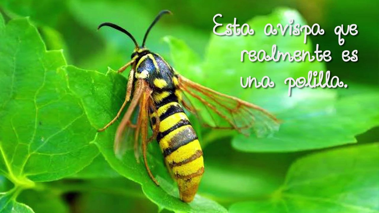 RANDOM: Increíbles insectos que engañan a la vista