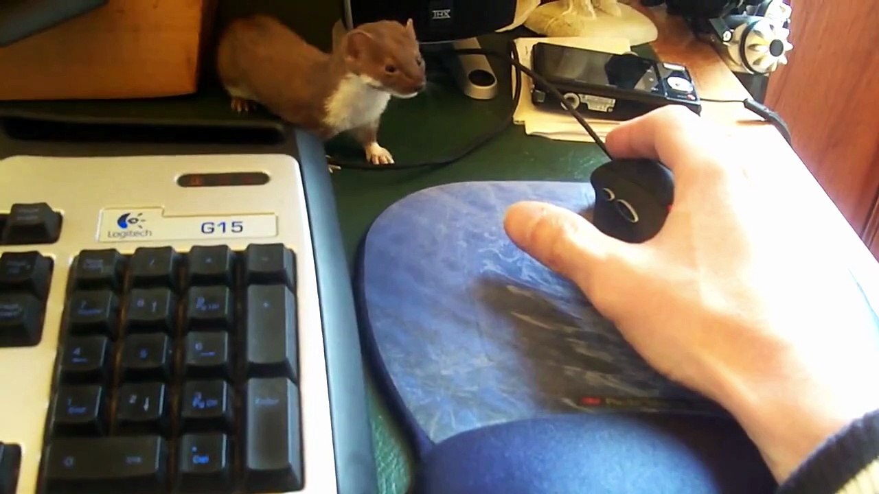 une belette troll un gamer