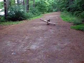 Playing fetch, but he came back with something way bigger...