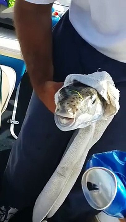 fish