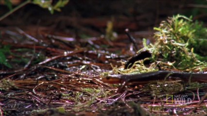 World's Weirdest - Swallowed Newt Escapes Death