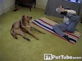 Adorable dog doing yoga moves! Zen pet...