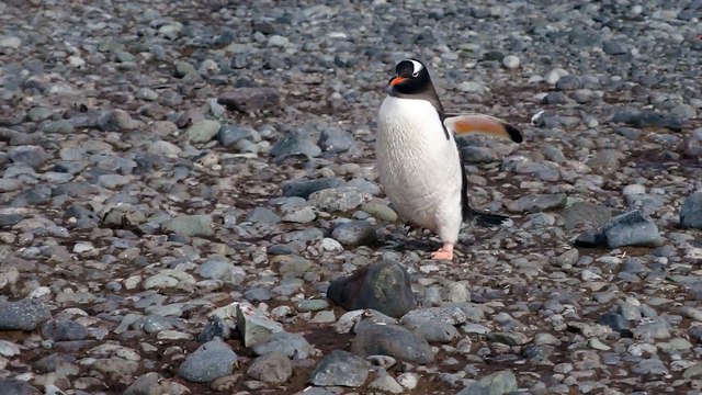 Manchot papou à Yankee Harbour (Greenwich Island, Péninsule Antarctique)