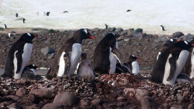 Manchots papous mères et poussin, à Yankee Harbour