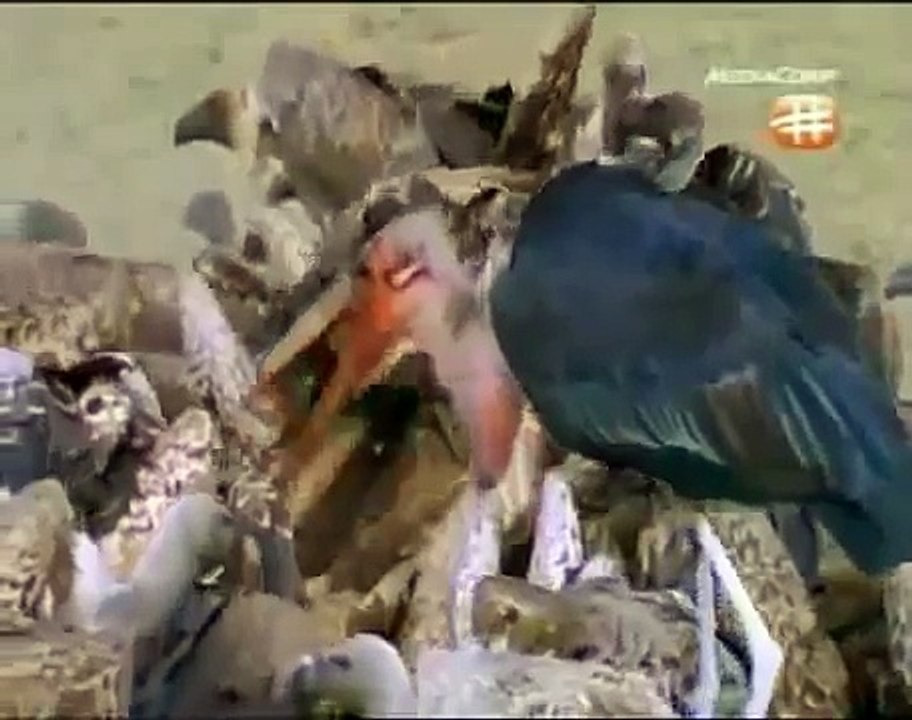 Discovery BBC documentary animals 2015 Wildlife Specials Discovery Animals Nature document