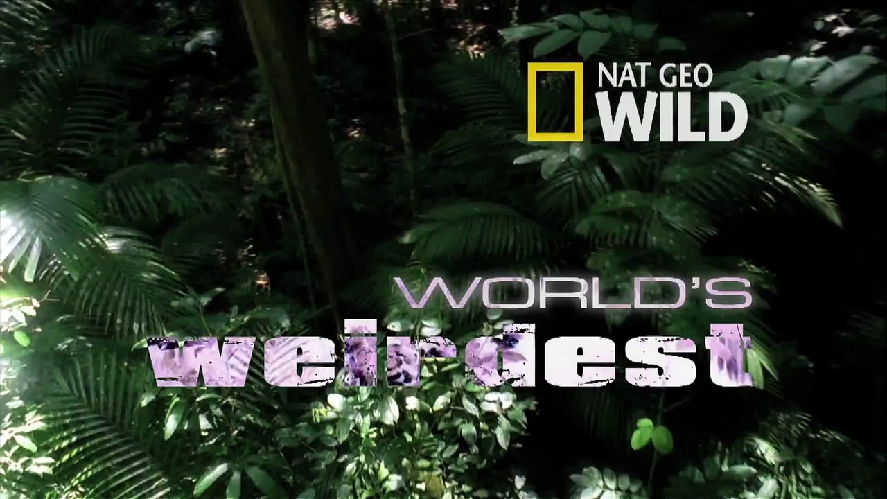 World's Weirdest - Vampire Bats