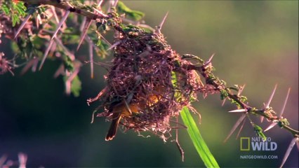 World's Weirdest - Weaver Home Security