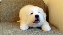 Cute Great Pyrenees Puppy - Funny !