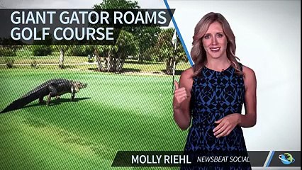 giant alligatorfound in golf course - Florida Alligator