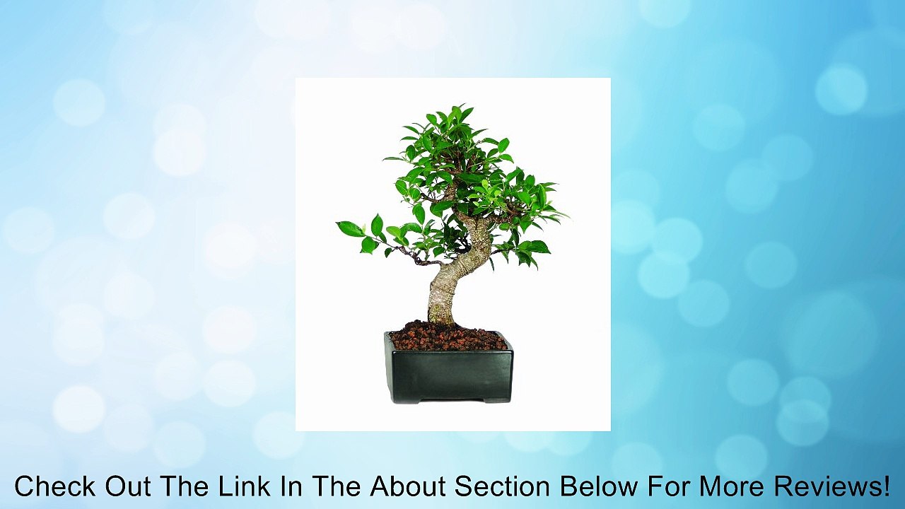 Brussel's Golden Gate Ficus Bonsai Review