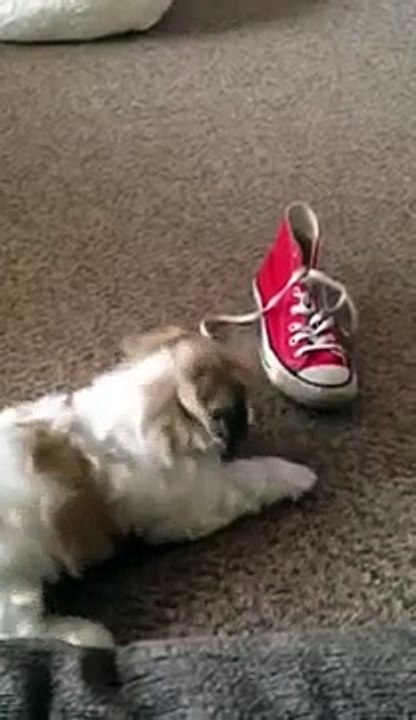 Shih tzu x bichon frise puppy barking at a shoe