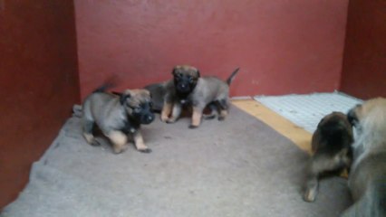 Be Aware H's @ Flink wie die Wiesel!