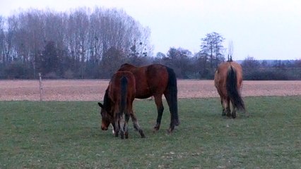 Poulain avec les autres Juments 02