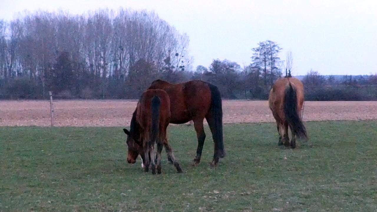 Poulain avec les autres Juments 02