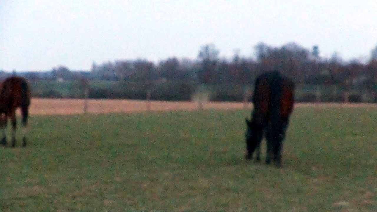 Poulain avec les autres Juments 03