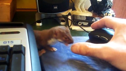 Evinizde bir sansar beslemek ister miydiniz?