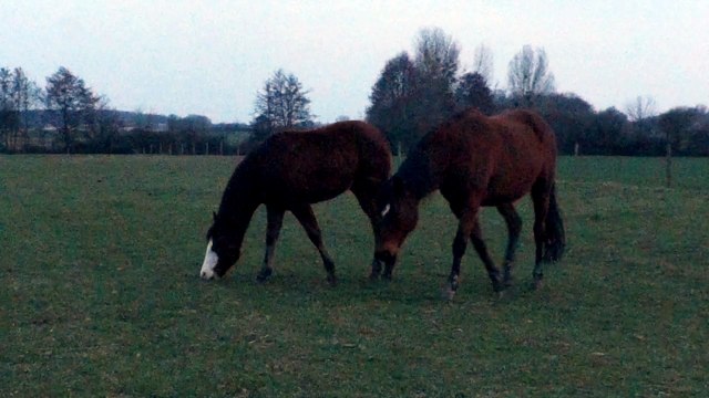 Poulain avec les autres Juments 05