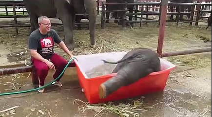 Elephant Loves Baths
