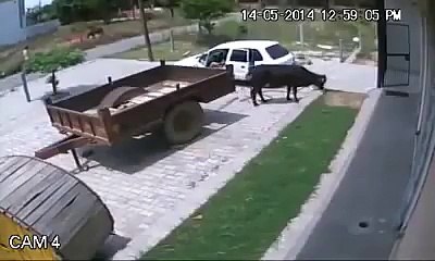 Gündüz vakti ineği çaldılar..