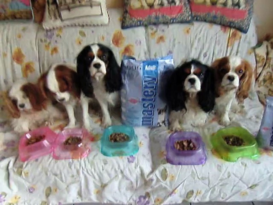 Mes poilus testeurs de croquettes