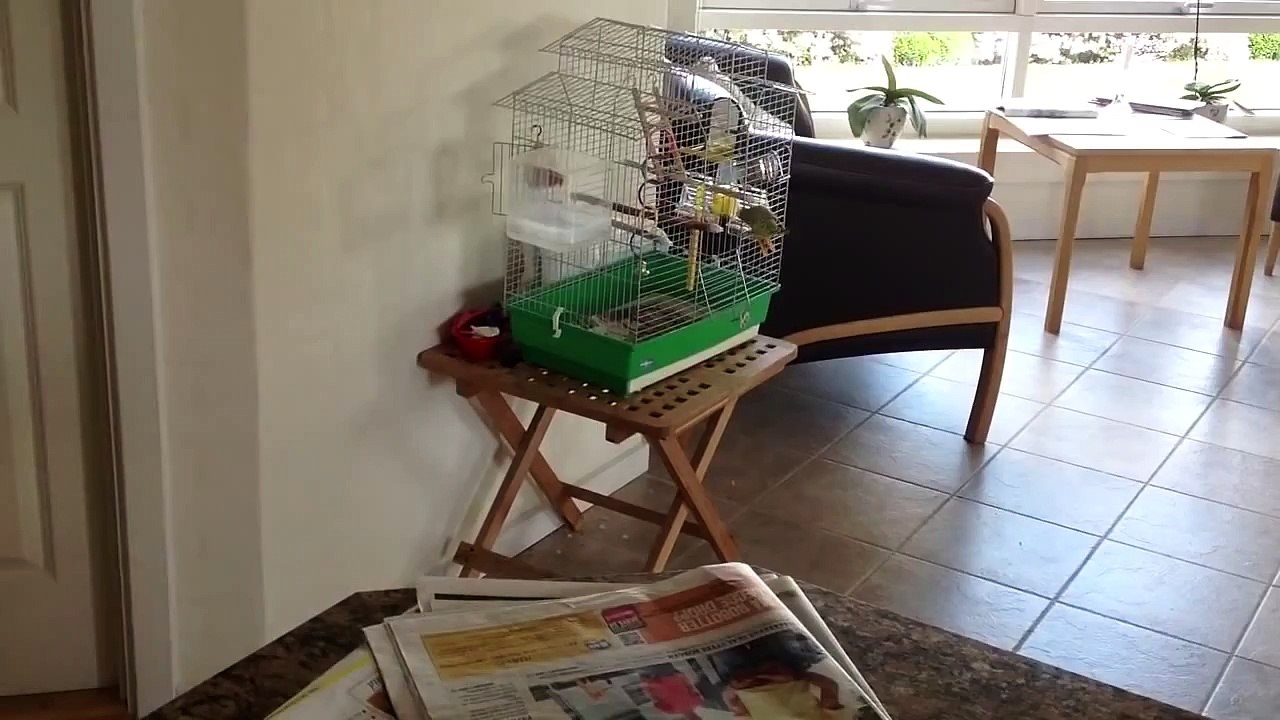 Budgie loves rabbit
