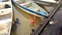 Nourrir des piranhas dans une rivière brésilienne
