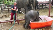 Un éléphanteau maladroit prend un bain