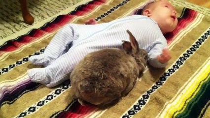 Cutest Babies And Animals Compilation