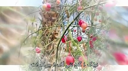جی هَلو هَالو مَنی بلوچستان - وهاب بلوچ