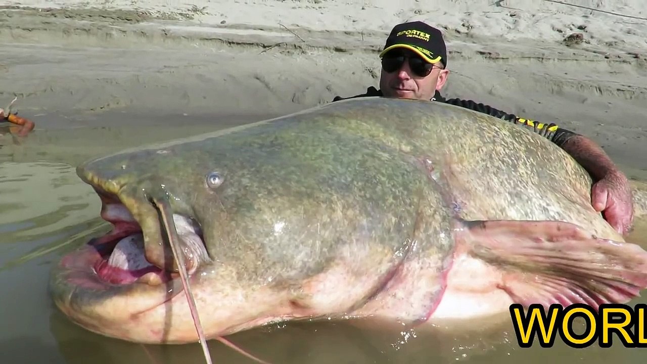 WORLD RECORD SILURO SPINNING   DINO FERRARI
