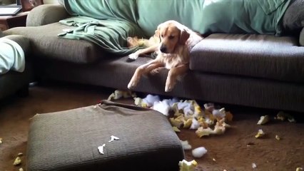 11 خطاوار کتے جنہیں افسوس تھا کہ انہوں نے کیا کر دیا ہے 11 good dogs, that admitted their mistakes :D Funny 2015