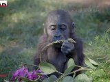 San Diego Zoo Celebrates Gorilla's 1st Birthday