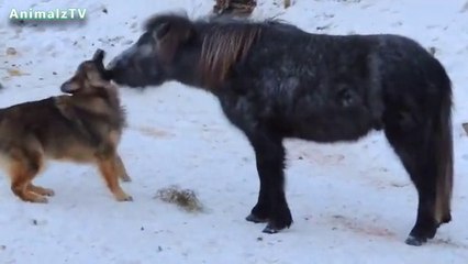 Heart Warming Reality   Friendship Among Living Being