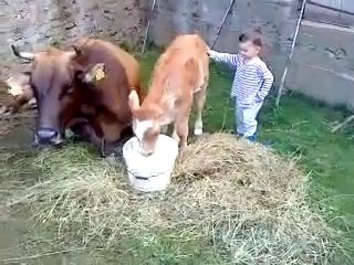 WoW   Boy Plays With Calf