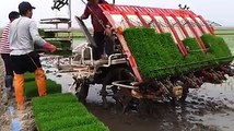 Amazing Video of Rice cultivation