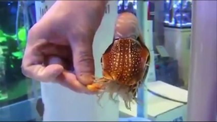 An Amazing Fish – Watch How She Eat