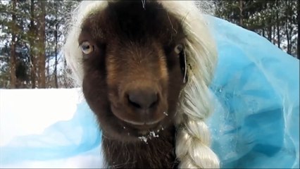 Top 3 humor human like ep2