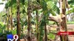 How banana plant waste turns to be useful? - Tv9 Gujarati
