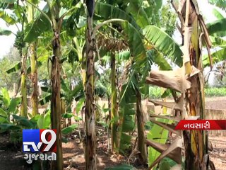 How banana plant waste turns to be useful? - Tv9 Gujarati